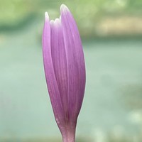 Colchicum pusillum
